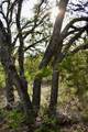 535 Canyon Rock Drive - Photo 4