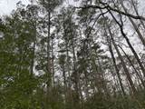 TBD Off Of County Road 2580 - Photo 10