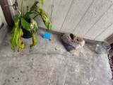 4529 Coronado Street - Photo 4