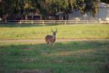 113 Pony Trail - Photo 7
