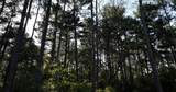 0000 Evergreen Lot 1 Fm 362 Road - Photo 17