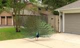 415 White Wing Lane - Photo 30