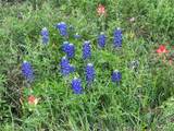 TBD Us Hwy 90A - Photo 5