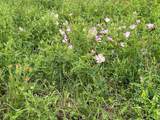 TBD Us Hwy 90A - Photo 9