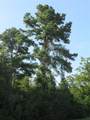 TBD Hwy 190 E - Photo 3