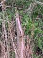 TBD Pin Tail Cove - Photo 12