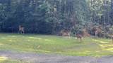 LOT 19 Silver Birch - Photo 1