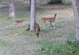 000 Running Deer - Photo 18
