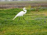 144 Cr 616  Seagull - Photo 7
