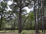 0040 County Road 302 - Photo 4