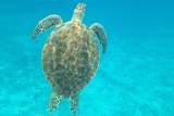  Bluzen On Caye Caulker - Photo 28