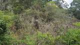 Lot 10 B53 Sweetleaf Lane - Photo 23