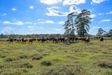 125 ACRES Spring Branch Road - Photo 19