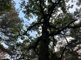 Lot 85 Pr 1317 - Photo 7