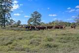 75 ACRES Spring Branch Road - Photo 3