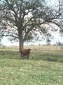 28 Acres Shaws Bend Road - Photo 5