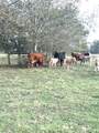 28 Acres Shaws Bend Road - Photo 6
