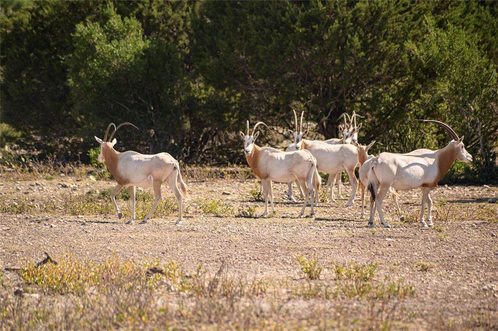 7355 Rockspringa Ranch Rd - Photo 1