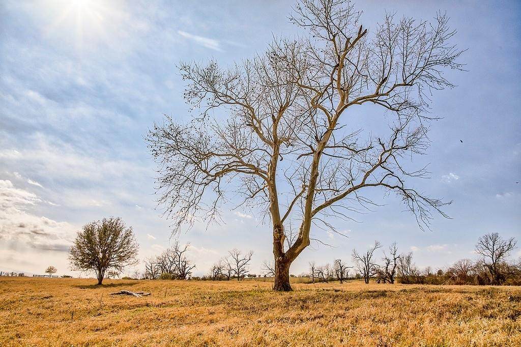 TBD 00 FM 2726 Road - Photo 1