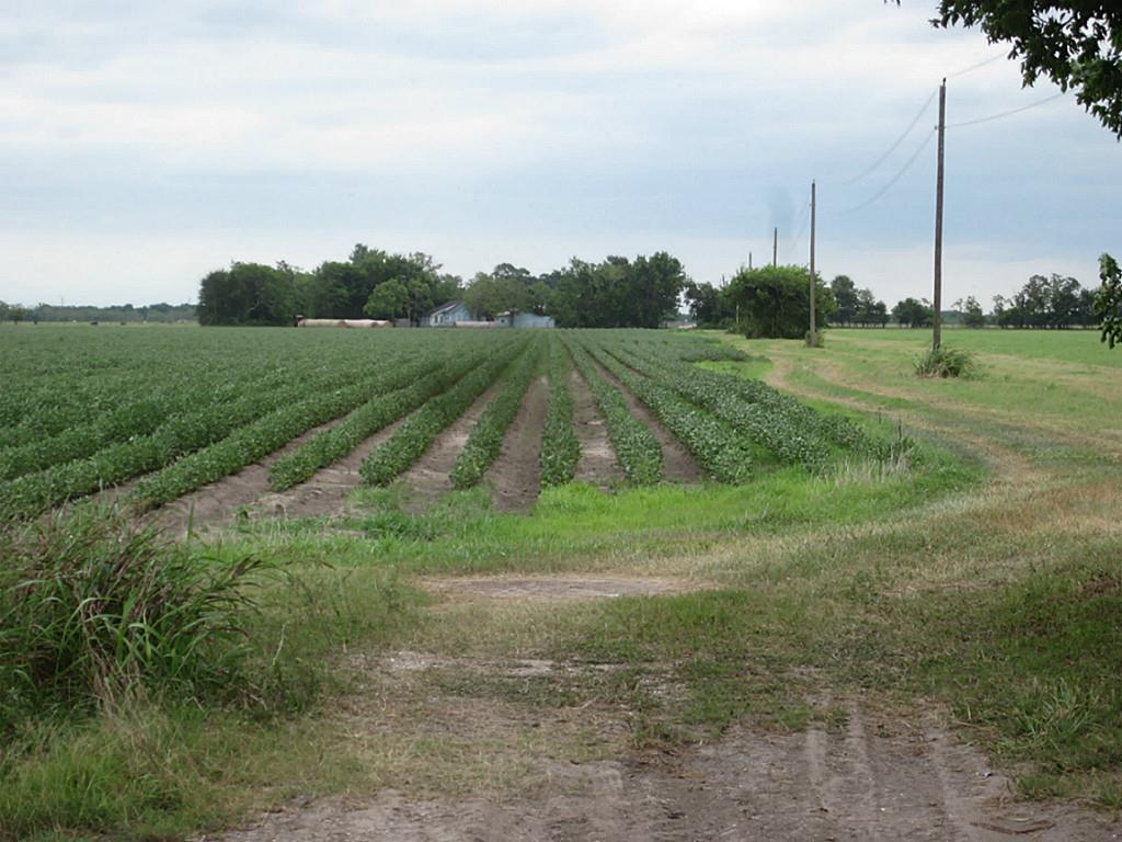 0 Cr 11 Tract 1 - Photo 1
