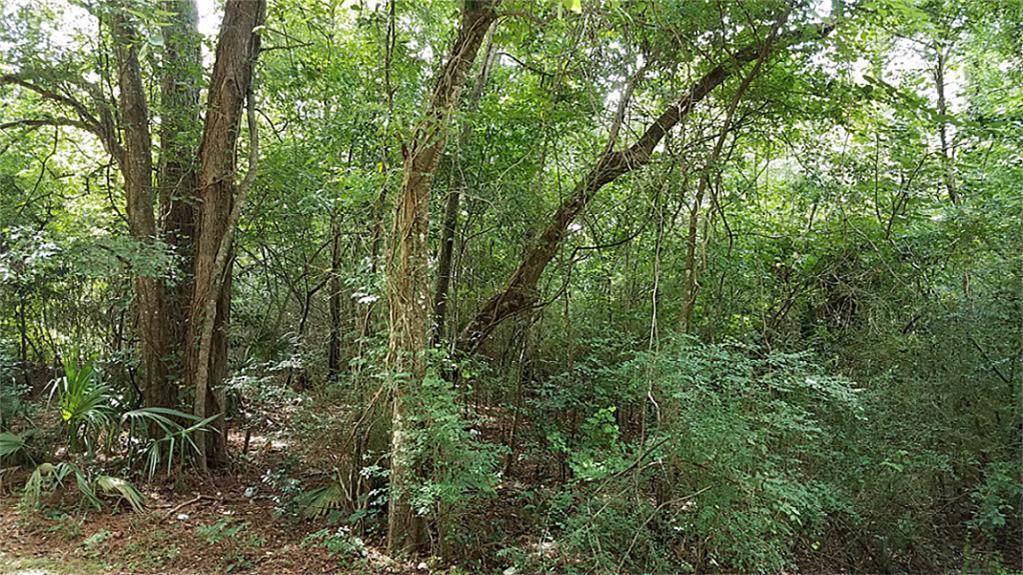 0 Melbury Forest - Photo 1