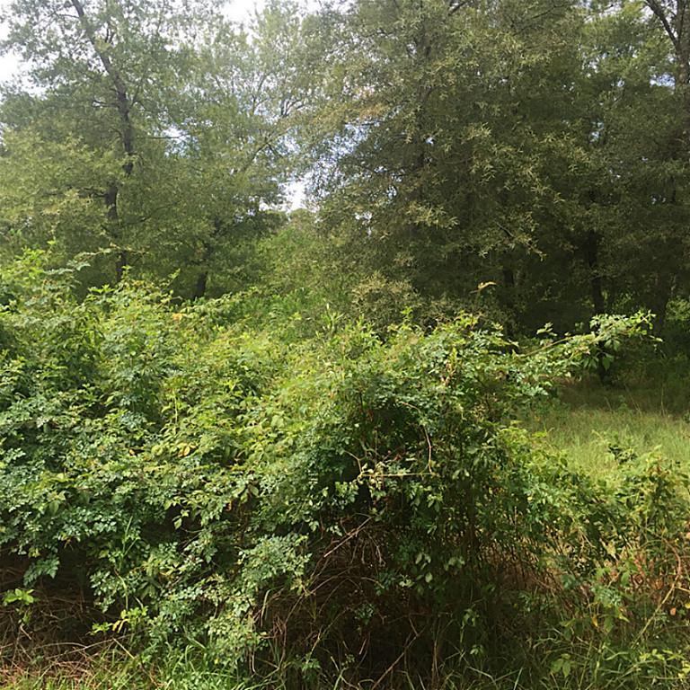 0 Camp Joy Road - Photo 1