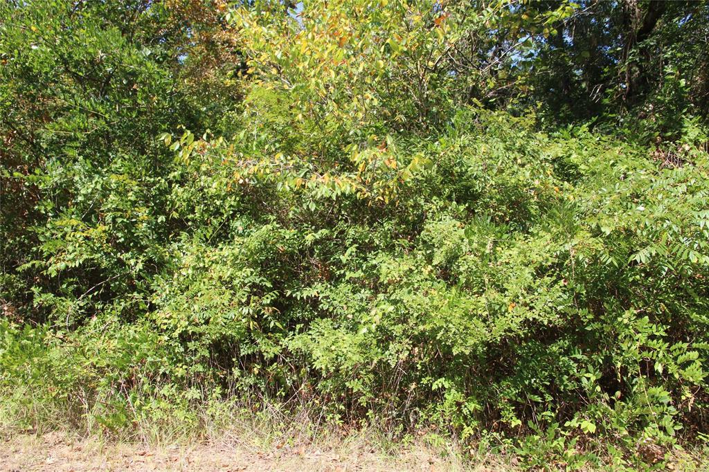 TBD 2 Walnut Lane - Photo 1