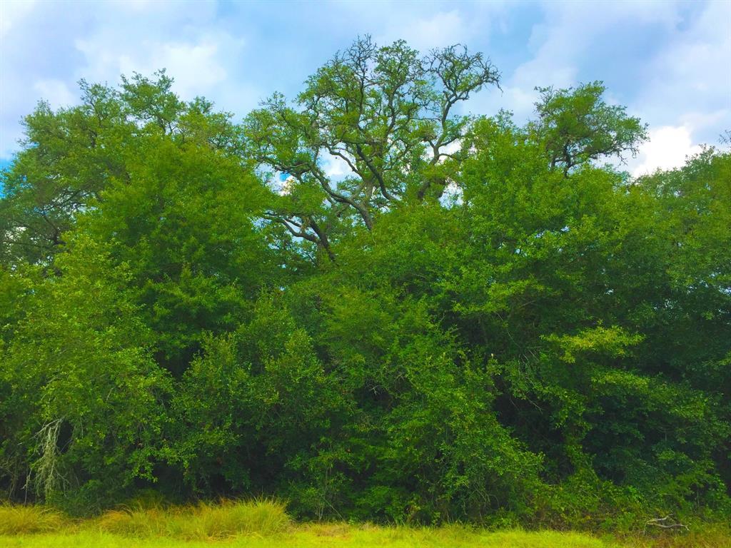 0000 N Live Oak St/Fm 1457 - Photo 1
