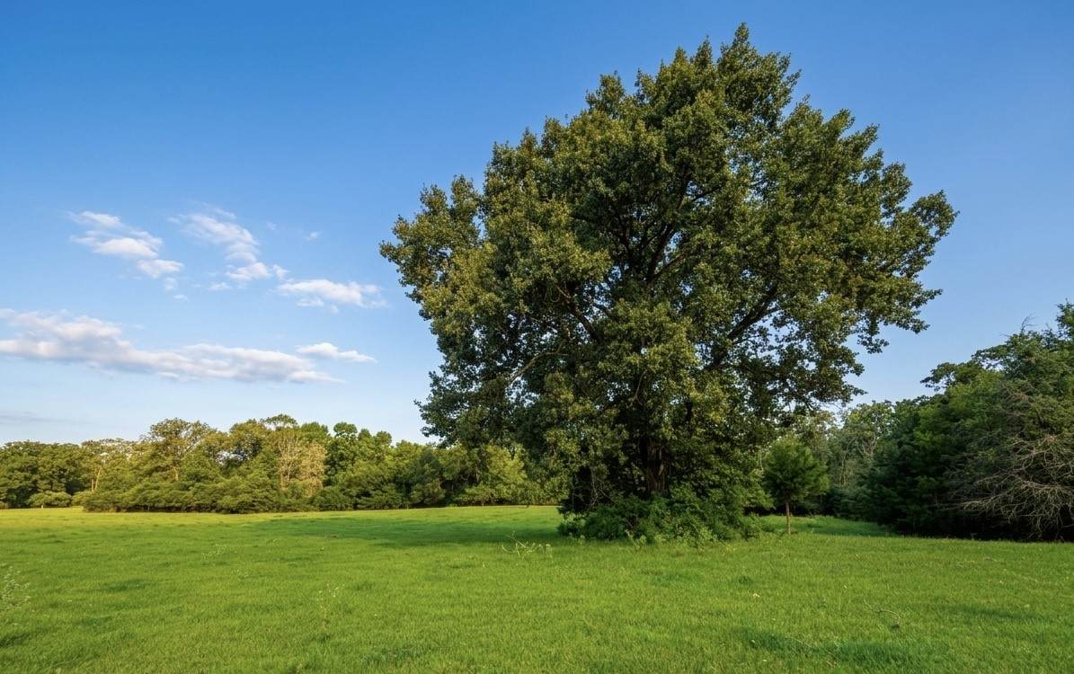 45AC Cr 223 - Photo 1