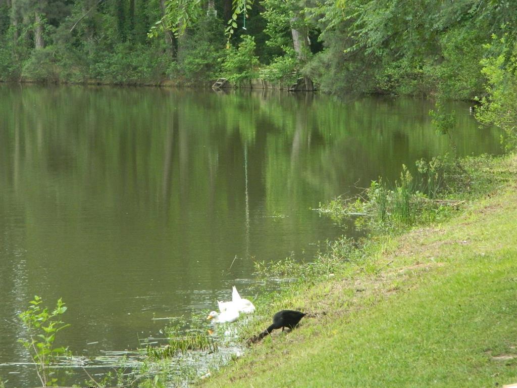 Lot 15 East Lakeshore Drive - Photo 1 Lot 15 East Lakeshore Drive - Photo 1