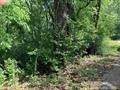 1023 Peach Avenue - Photo 3