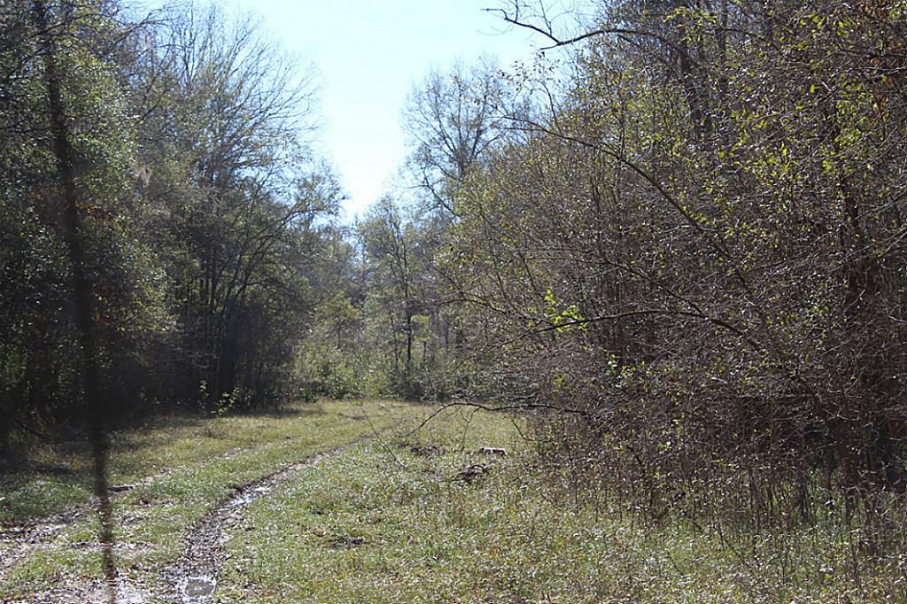 Lot 530 Marlene - Photo 1
