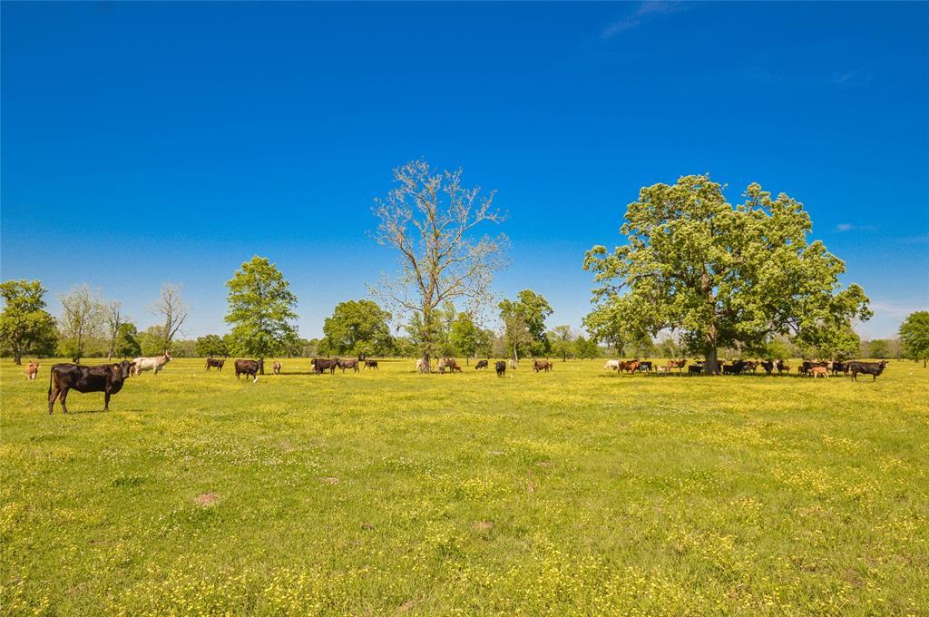 1258 County Road 2117 - Photo 1