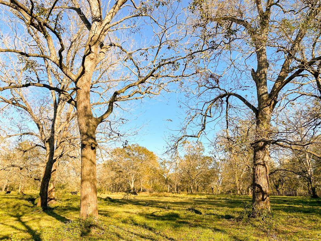 396 Pecan Grove Road - Photo 1