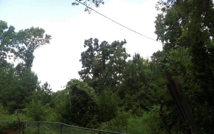 61 Mutt Young Road - Photo 1