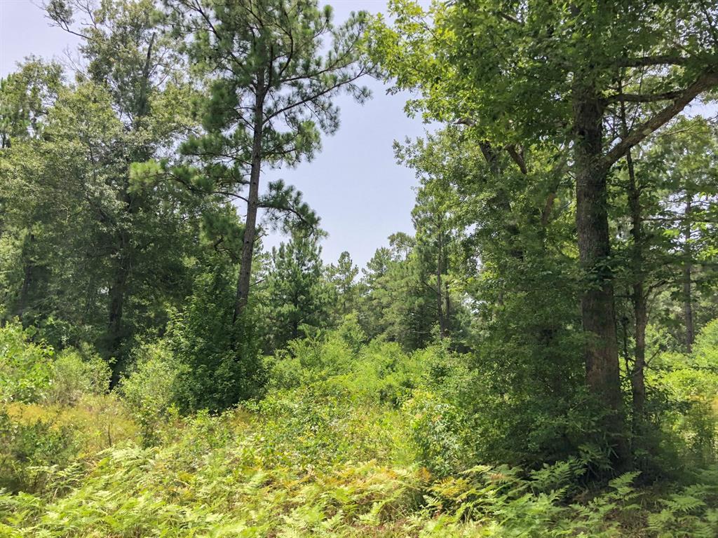 44 Ac Mill Creek Drive - Photo 1
