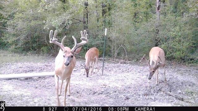 TBD Cr 4200 - Photo 1