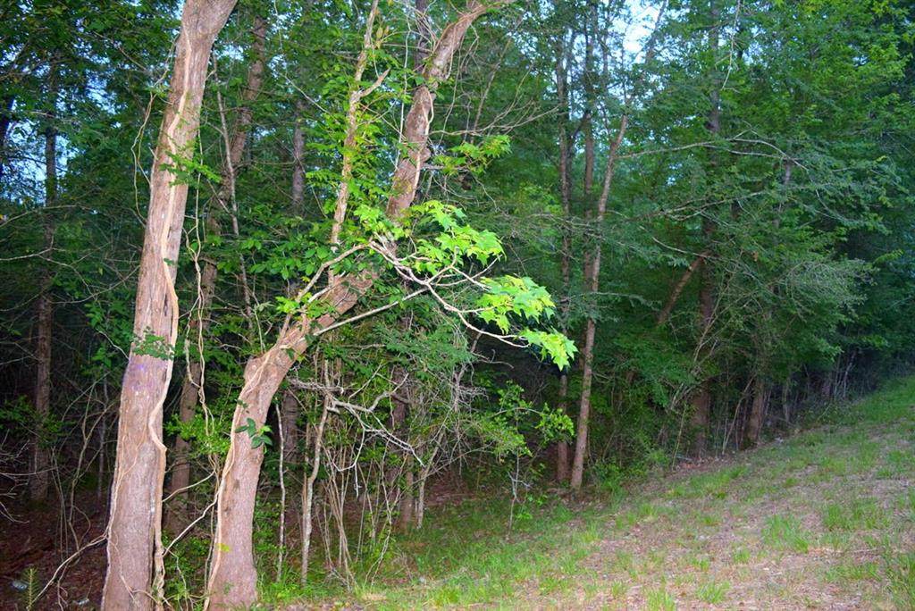 0000 Echo Lane - Photo 1