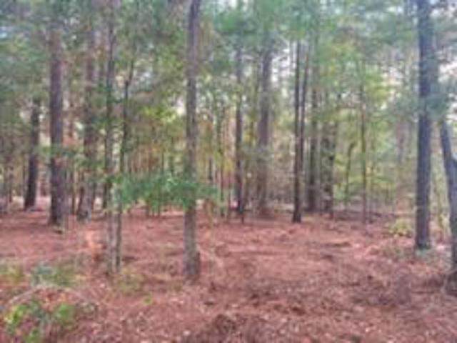 19942 County Road 1102 Tract 1 - Photo 1