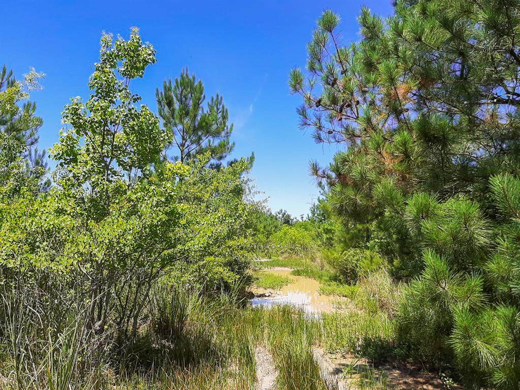 00 Pinewood Forest - Photo 1