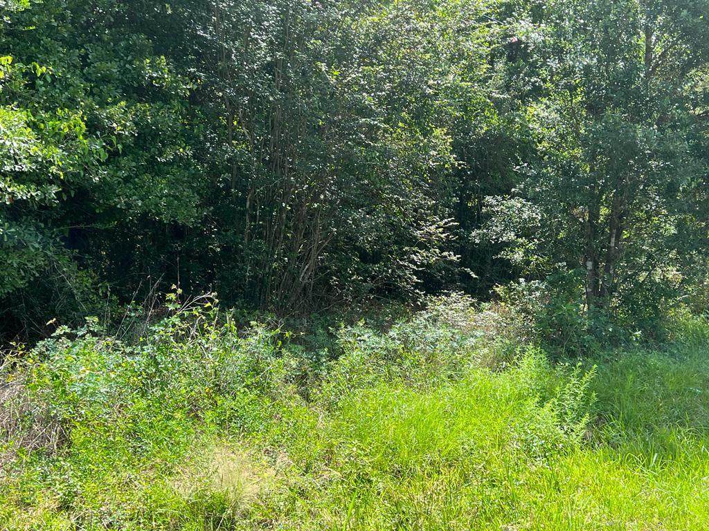 31603 Walnut Creek Road - Photo 1