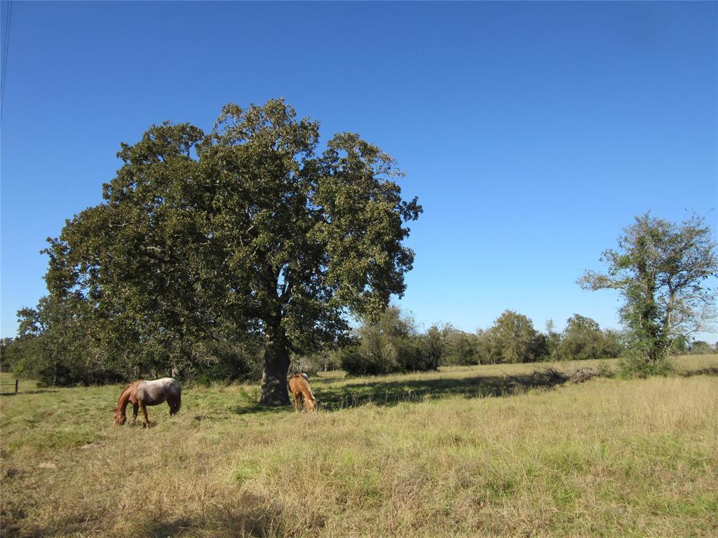 000 Fm 304 Highway - Photo 1