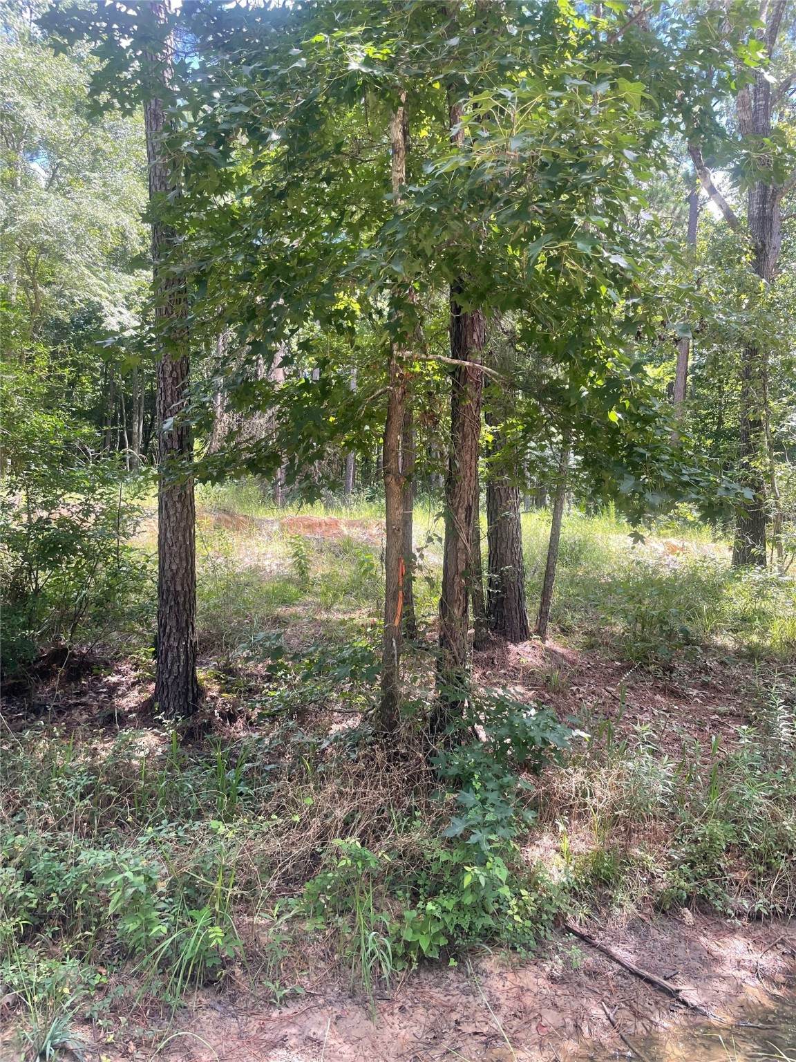 70 Tall Timbers Trail - Photo 1