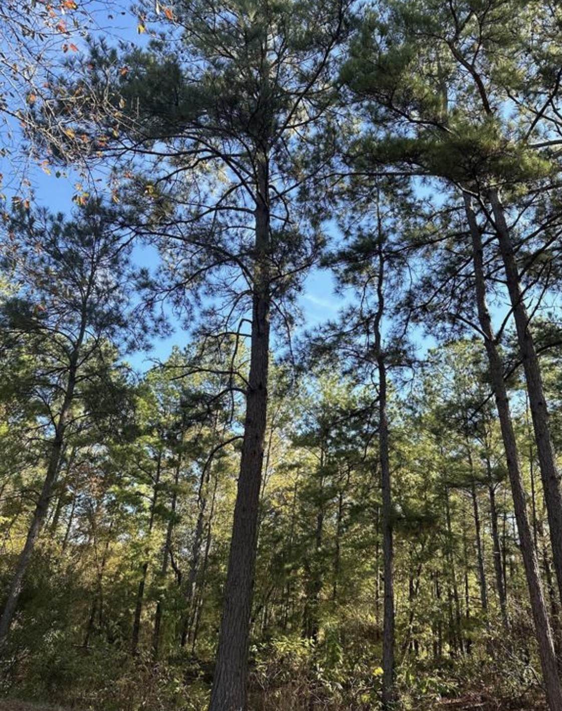 TBD 9845 FM 149 RD - Photo 1