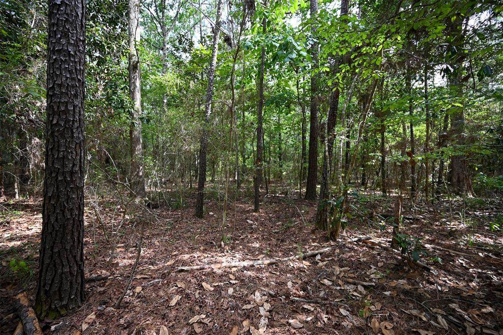 Off Farm To Market 1746 Road - Photo 1
