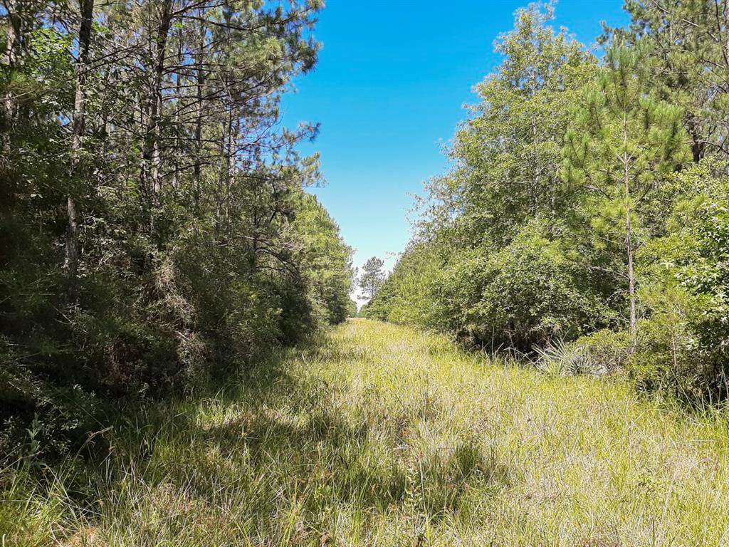 000 Pinewood Forest - Photo 1