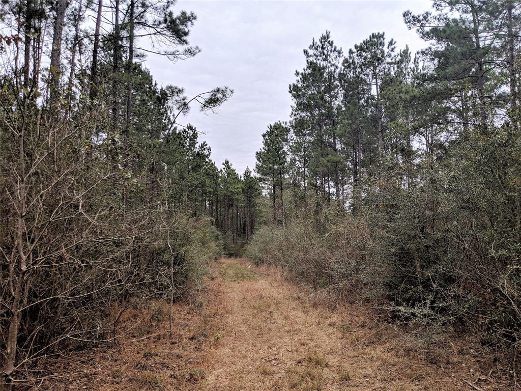 - 31 Acres County Road 4416 - Photo 1