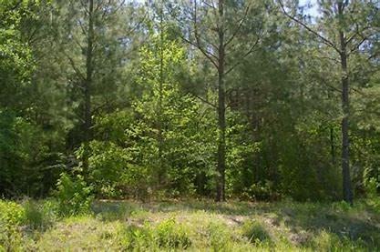 0 Pin Oak Lane - Photo 1