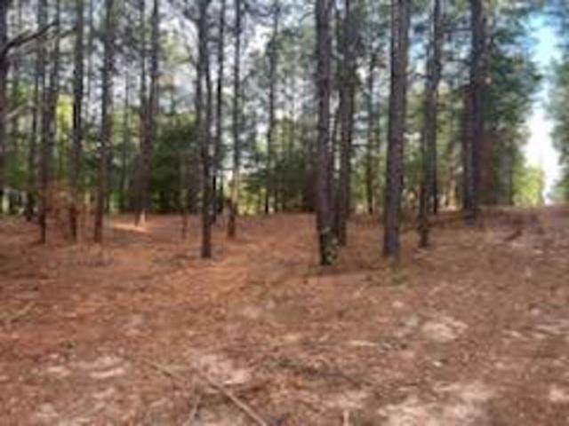 19942 County Road 1102 Tract 3 - Photo 1
