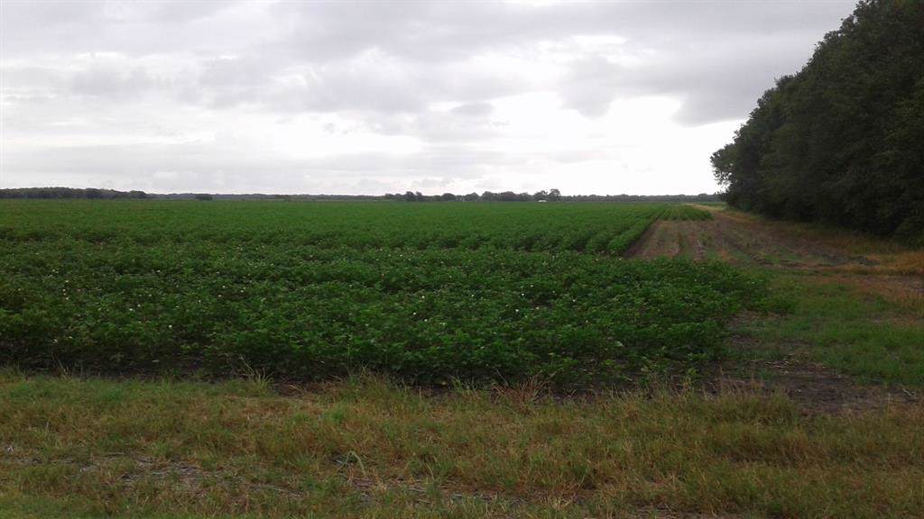 21211 Knolle - Photo 1